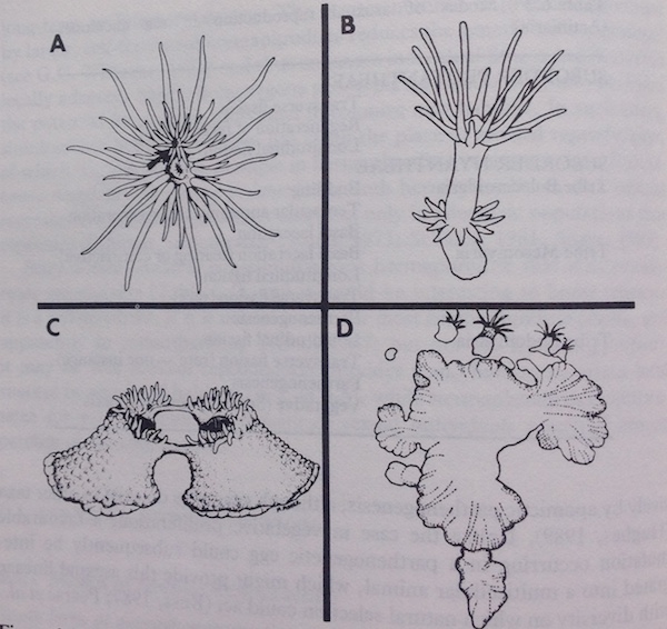 Actiniaria sp. Joanne Edes